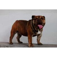 bulldog ingles pedigree segunda mano  Chile 