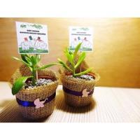 Recuerdos Regalos Baby Shower Cactus Suculentas Y Ecografía , usado segunda mano  Chile 