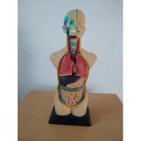 Modelo De Anatomia Humana segunda mano  Chile 