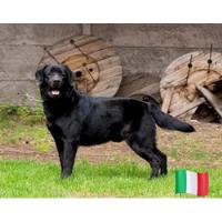 Labrador Retriever Importado De Europa (italia). Para Monta. segunda mano  Chile 