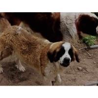 Cachorra De 1 Año En Adopcion segunda mano  Chile 