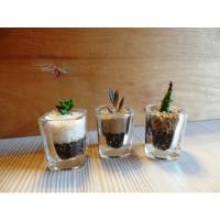 Recuerdos Cactus Suculentas En Vaso De Cristal Para Fiestas, usado segunda mano  Chile 